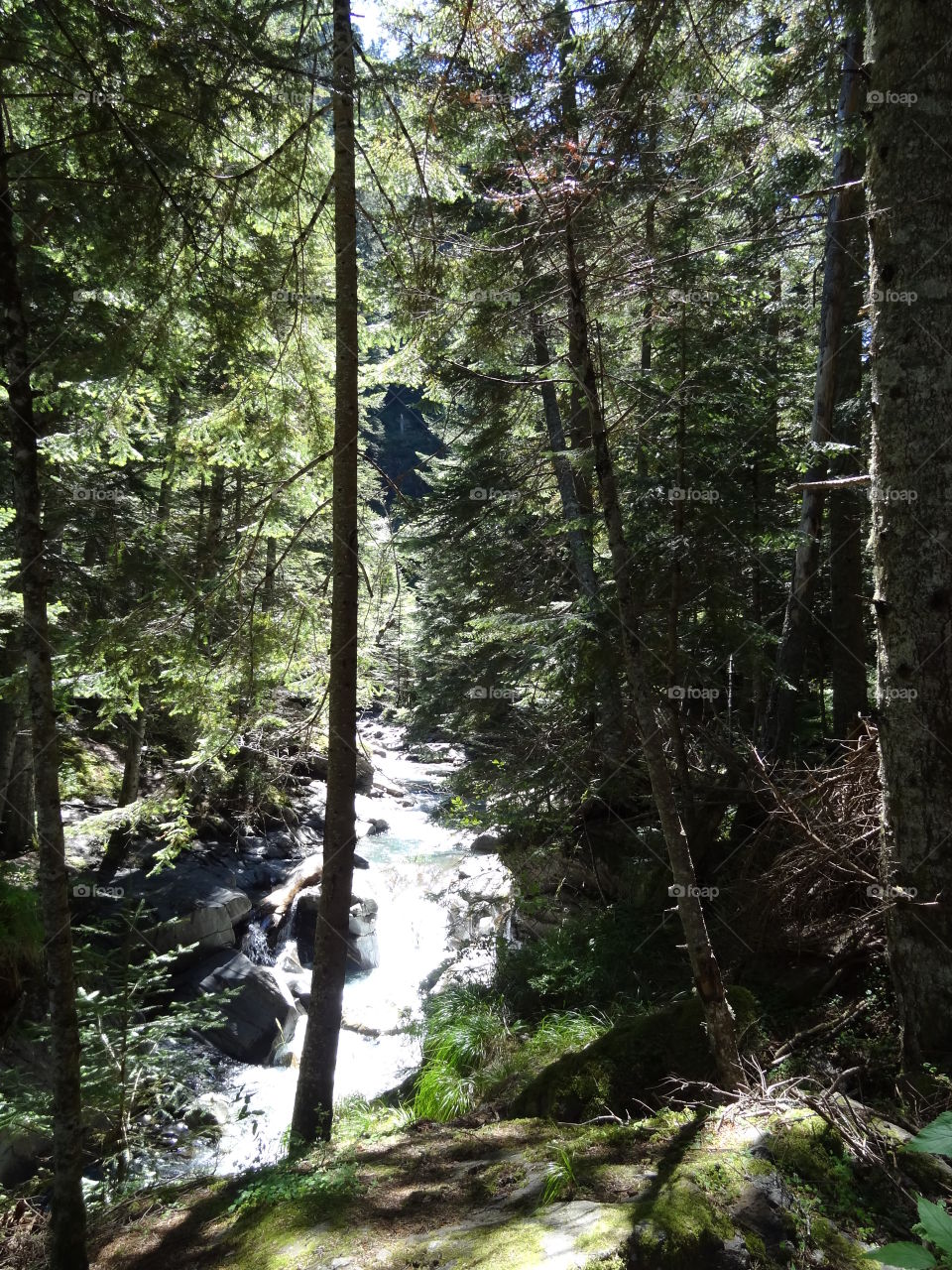 River in mountain’s forest