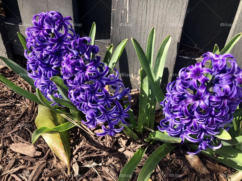 Spring time flowers Hyacinth  