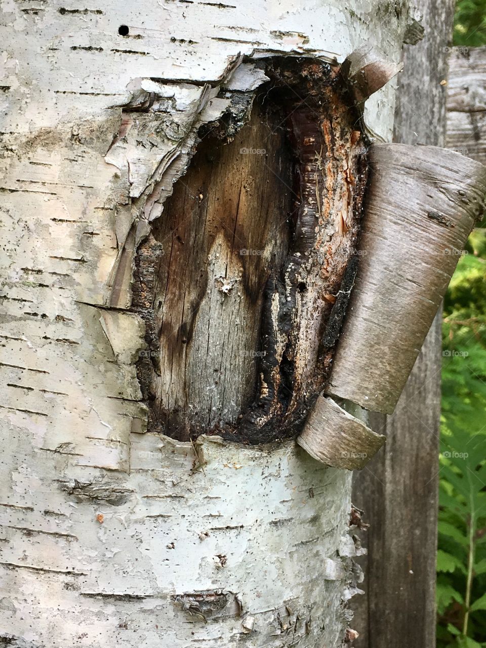 Closeup silver birch tree and curling bark