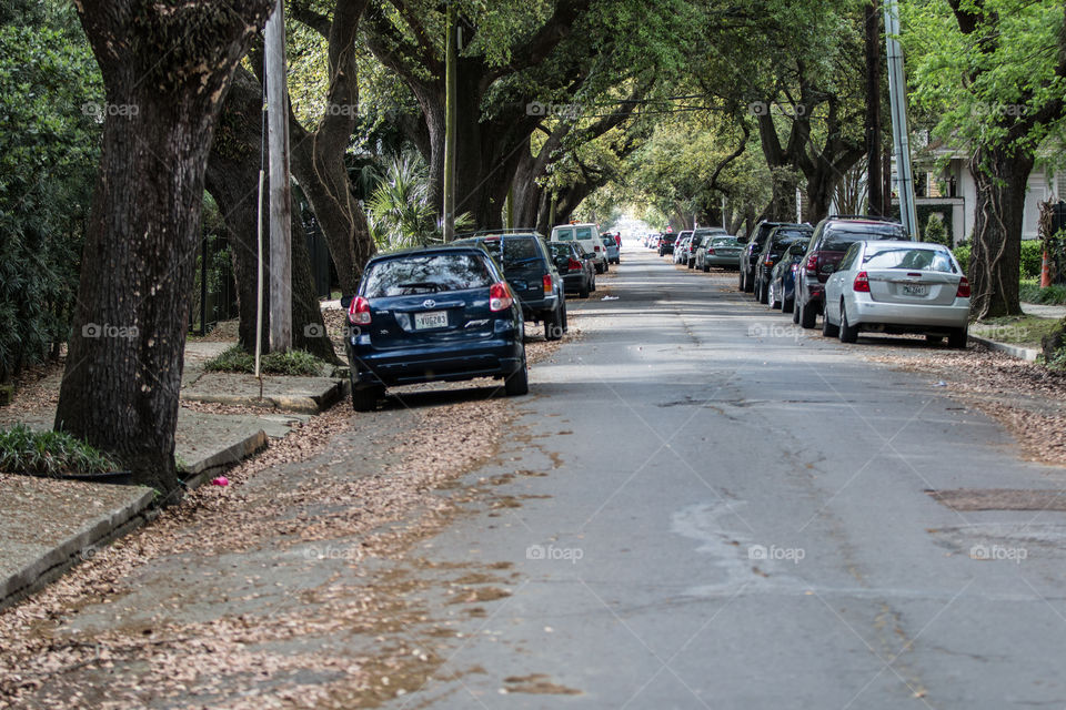 Road, Tree, Street, Environment, Guidance