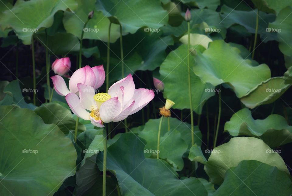 lotus