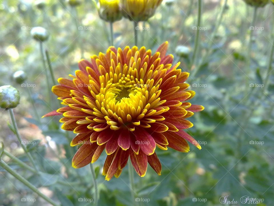🌸Chrysanthemum blooms 🌸