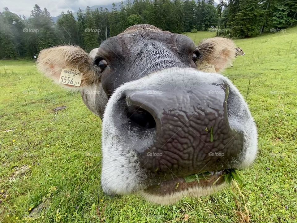 Alpine cow