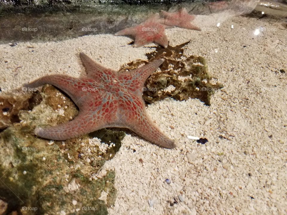 starfish