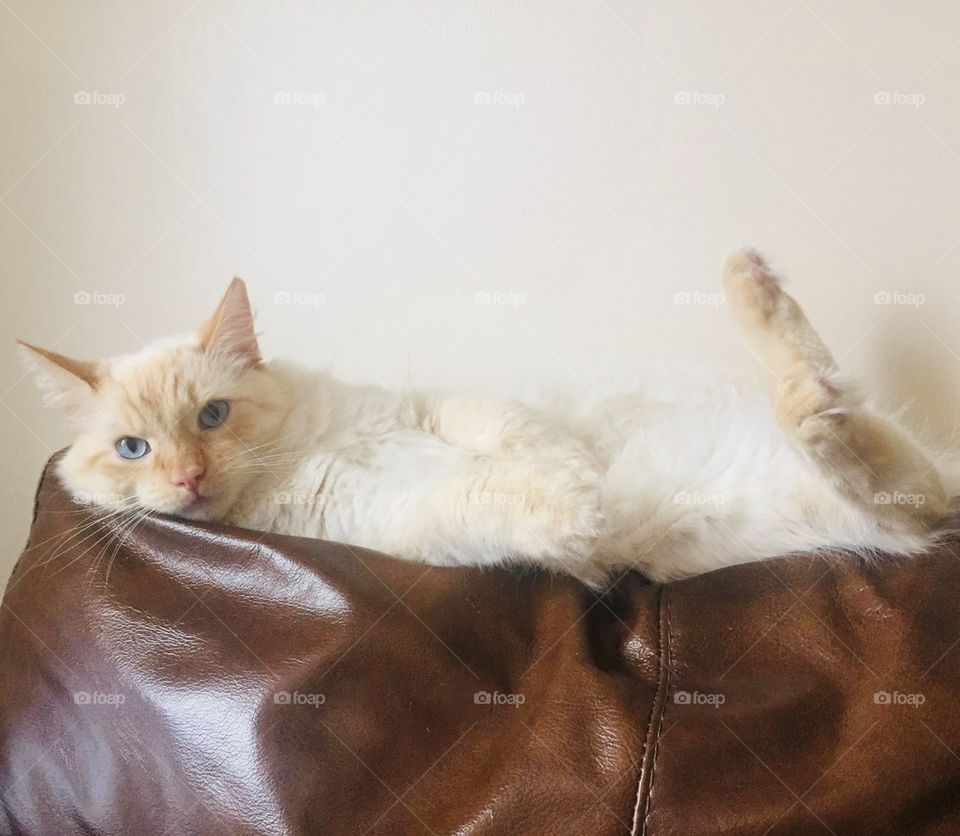 Lol he thinks he’s a rabbit 😂