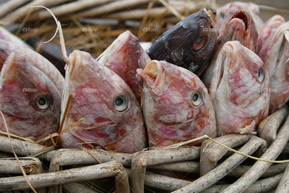 Fish in basket