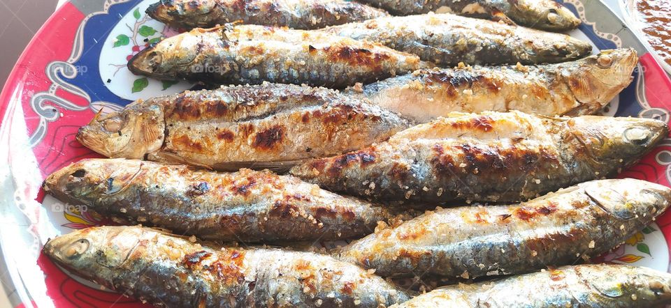 Amazing picture of fishs