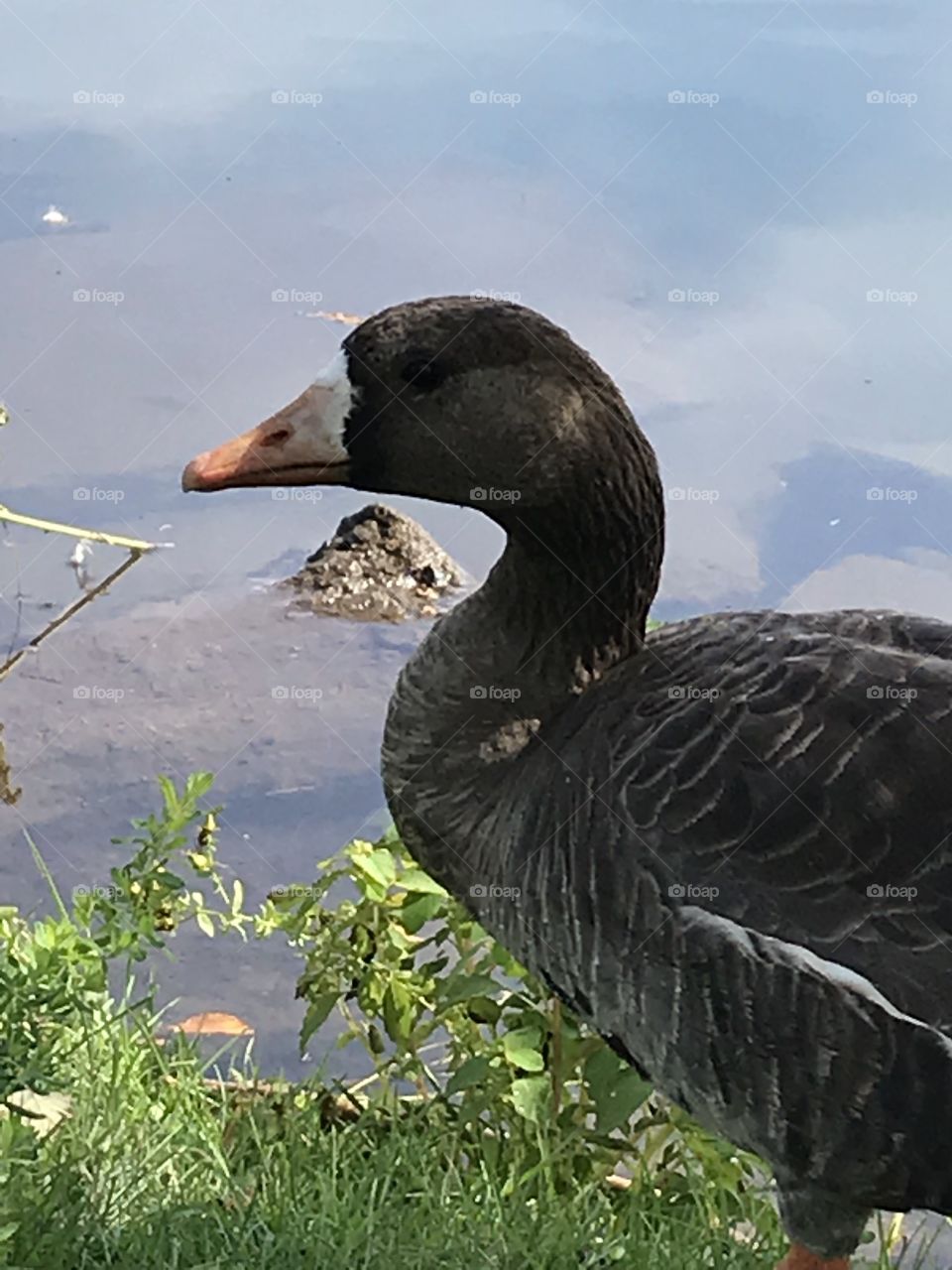 Closeup of an anser goose