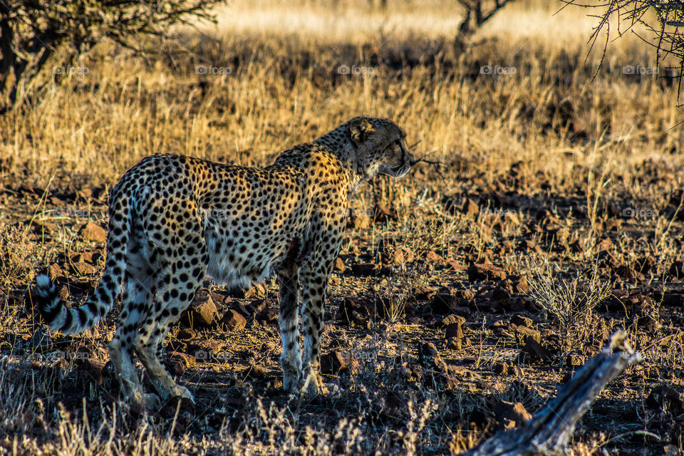 Cheetha blending into natural habitat