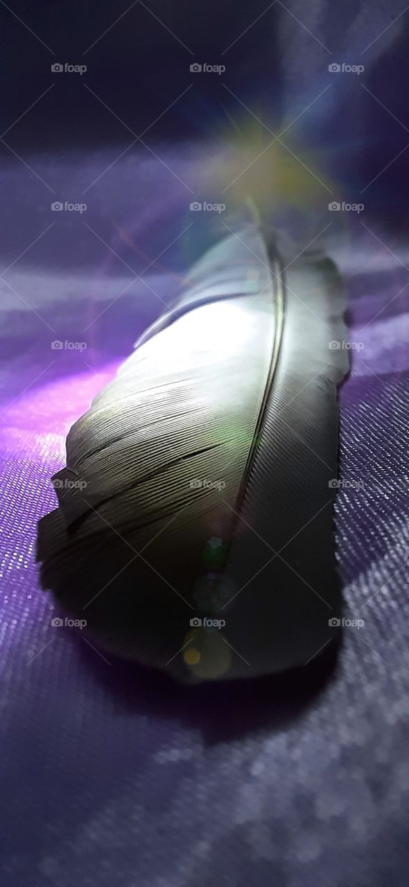 Feathers..Softest and cutest bird feather gradient texture naturally enhances the beauty.