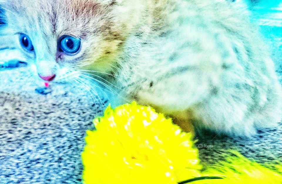 blue eyes . they call him mellow yellow 