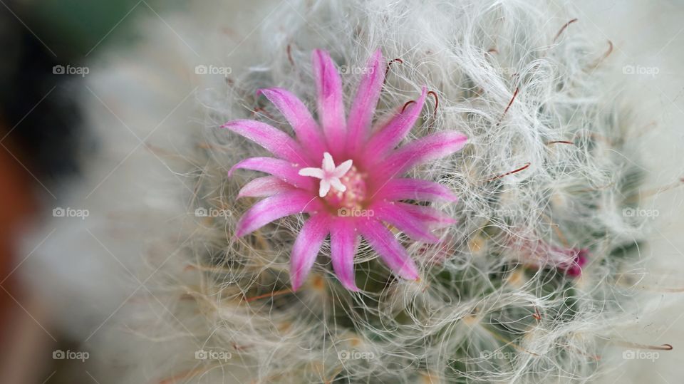 cactus pink flower mammillaria