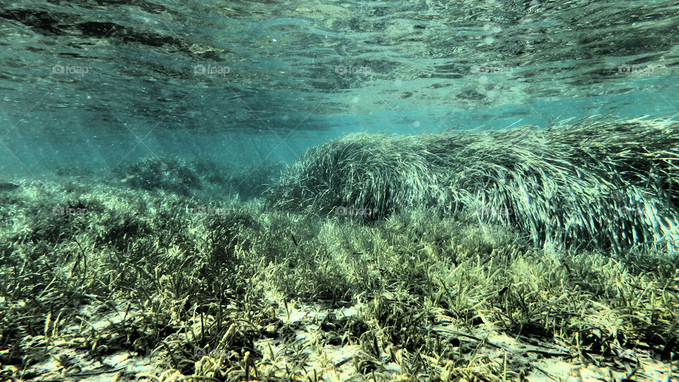 Grass and sand underwater
