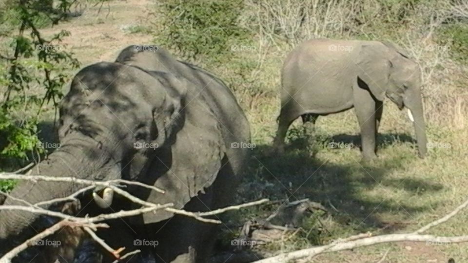 Elephant Kruger Park