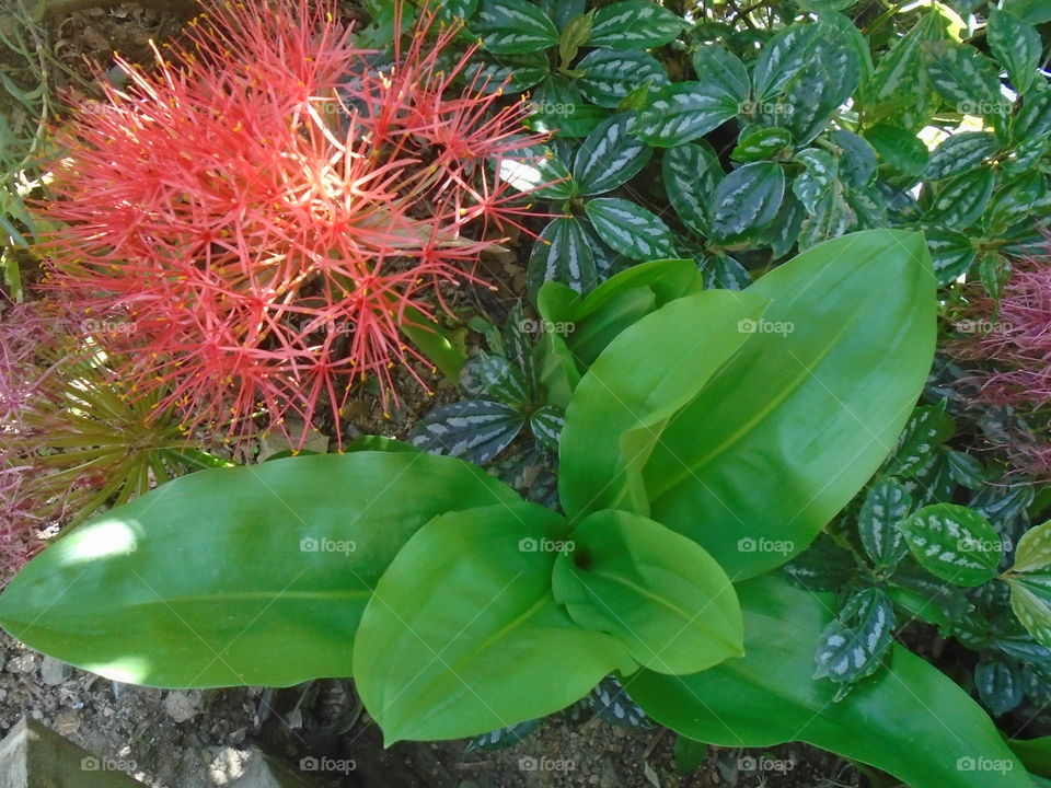 טבע, עלים, בוש, גינה, פרחים דחליה.