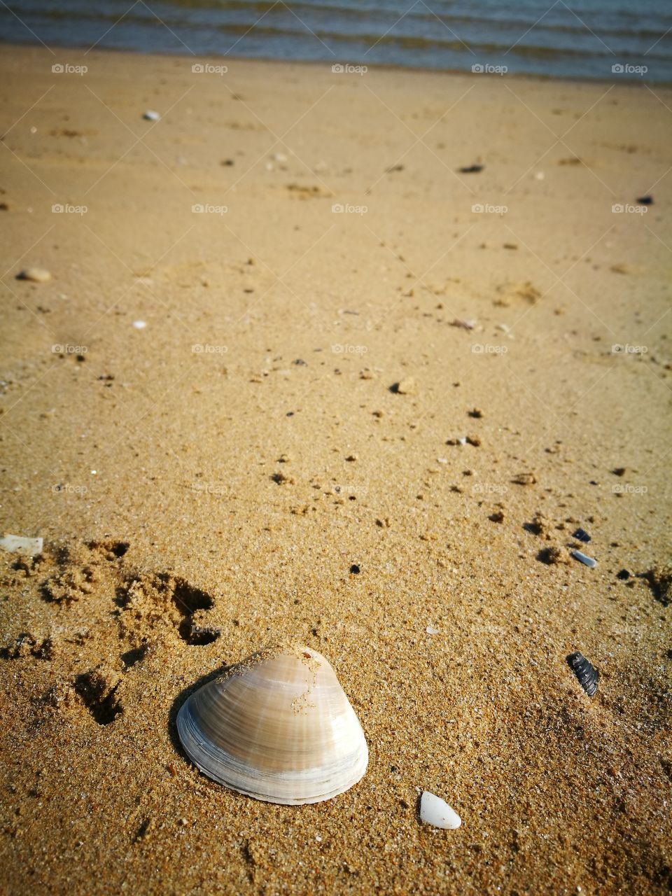 sea shell