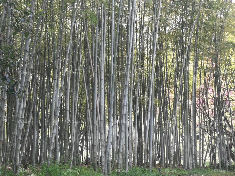 Bamboo