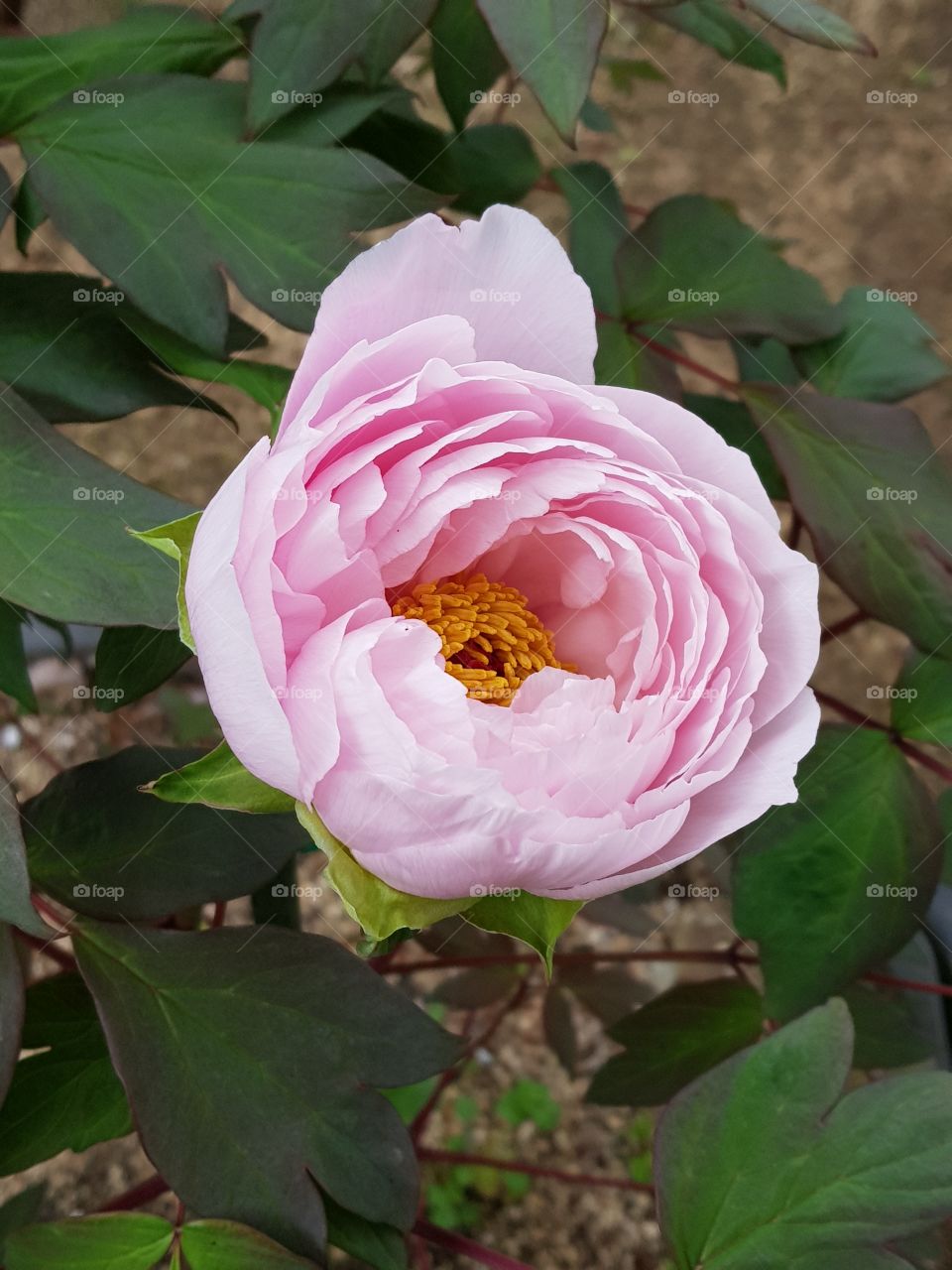 Paeonia at Hyogo JAPAN