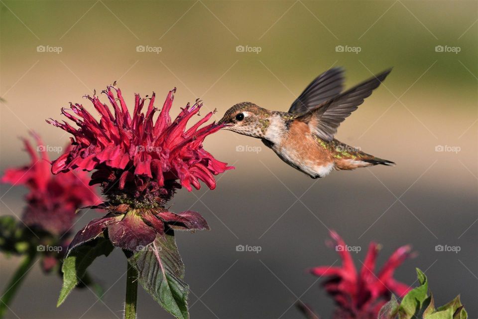 Beautiful and cute bird