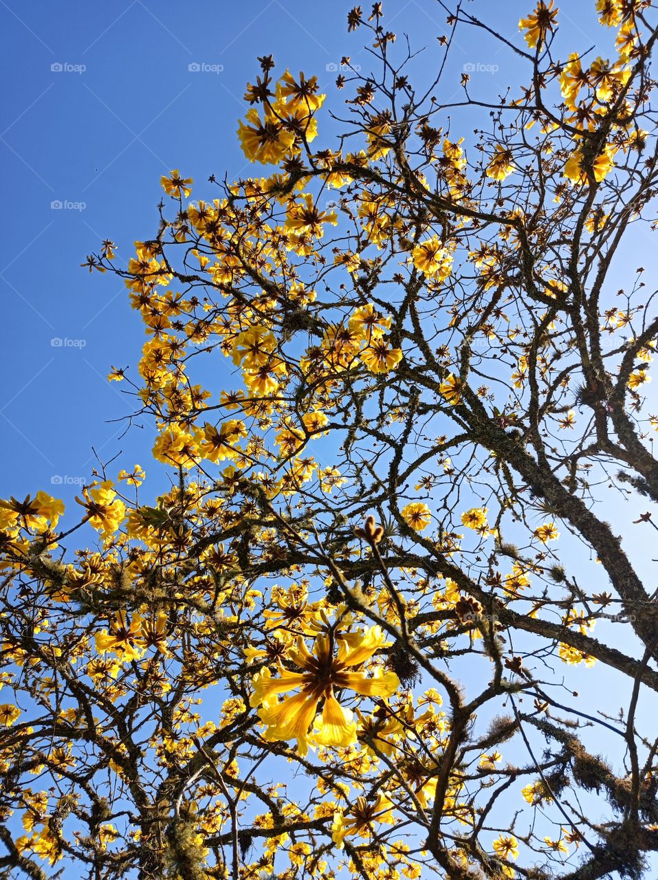 yellow Ipe flowers in the morning sun