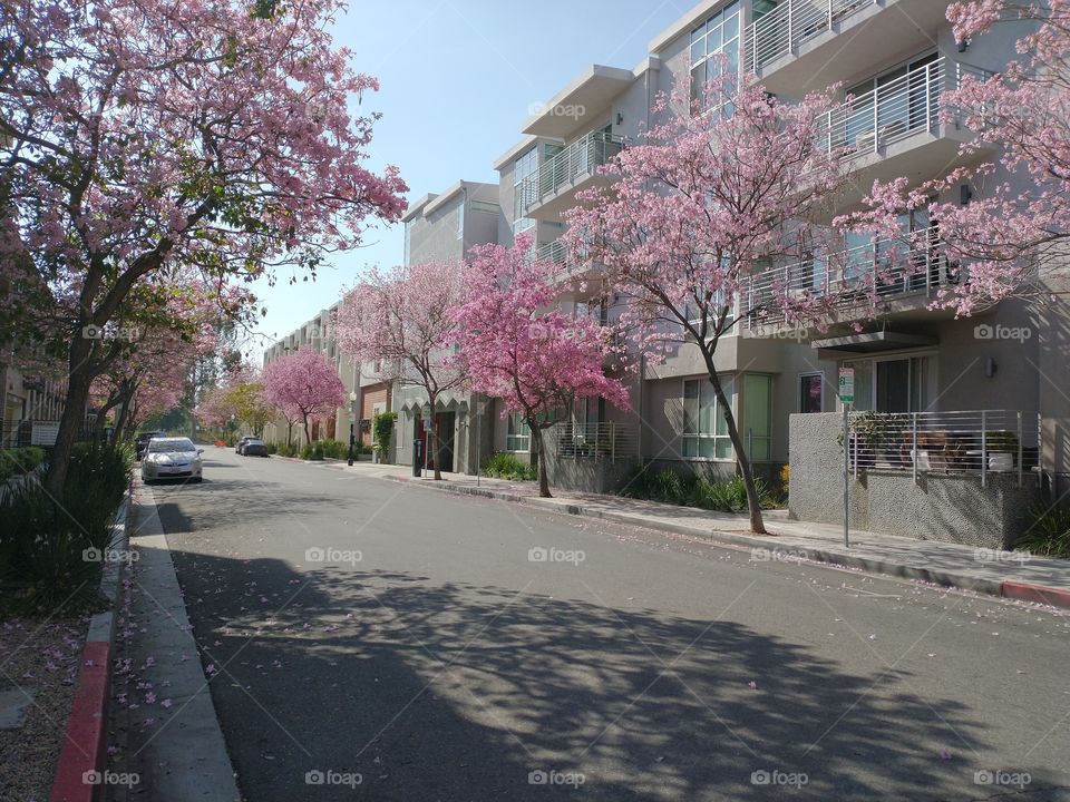 magnolia flowers in spring
