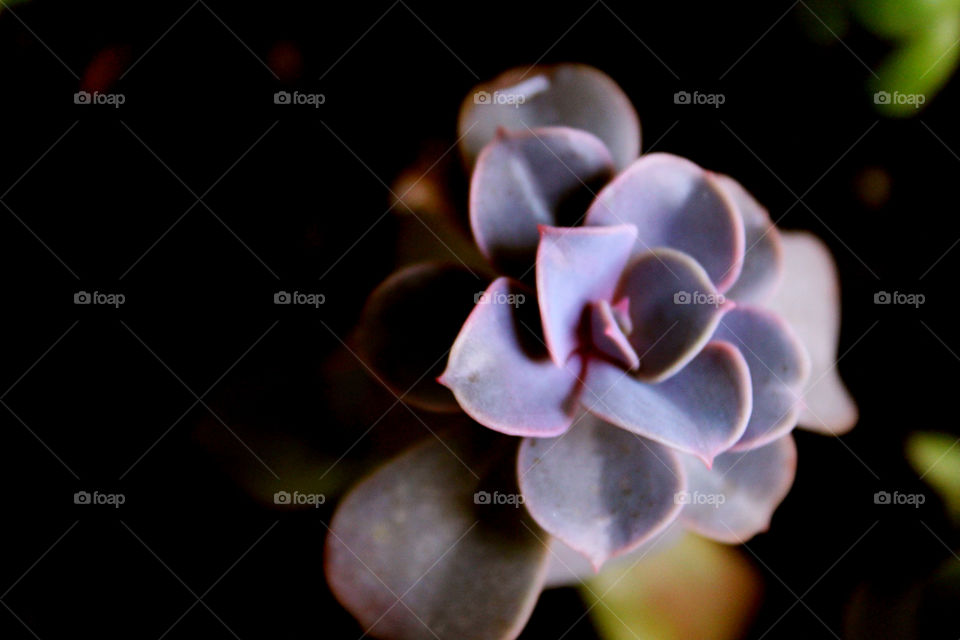 succulent plant