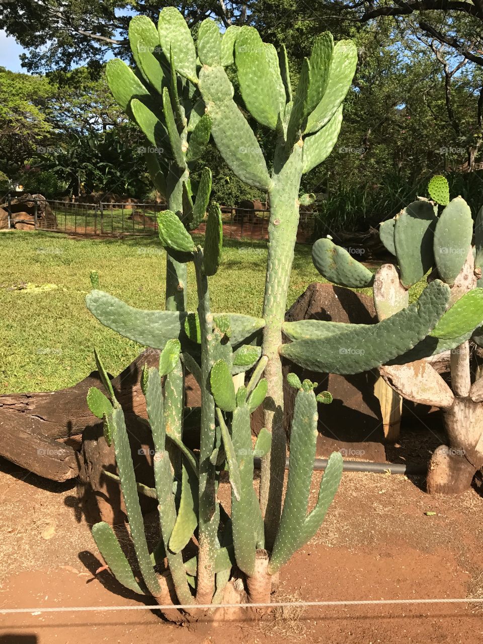 Tall cactus plant