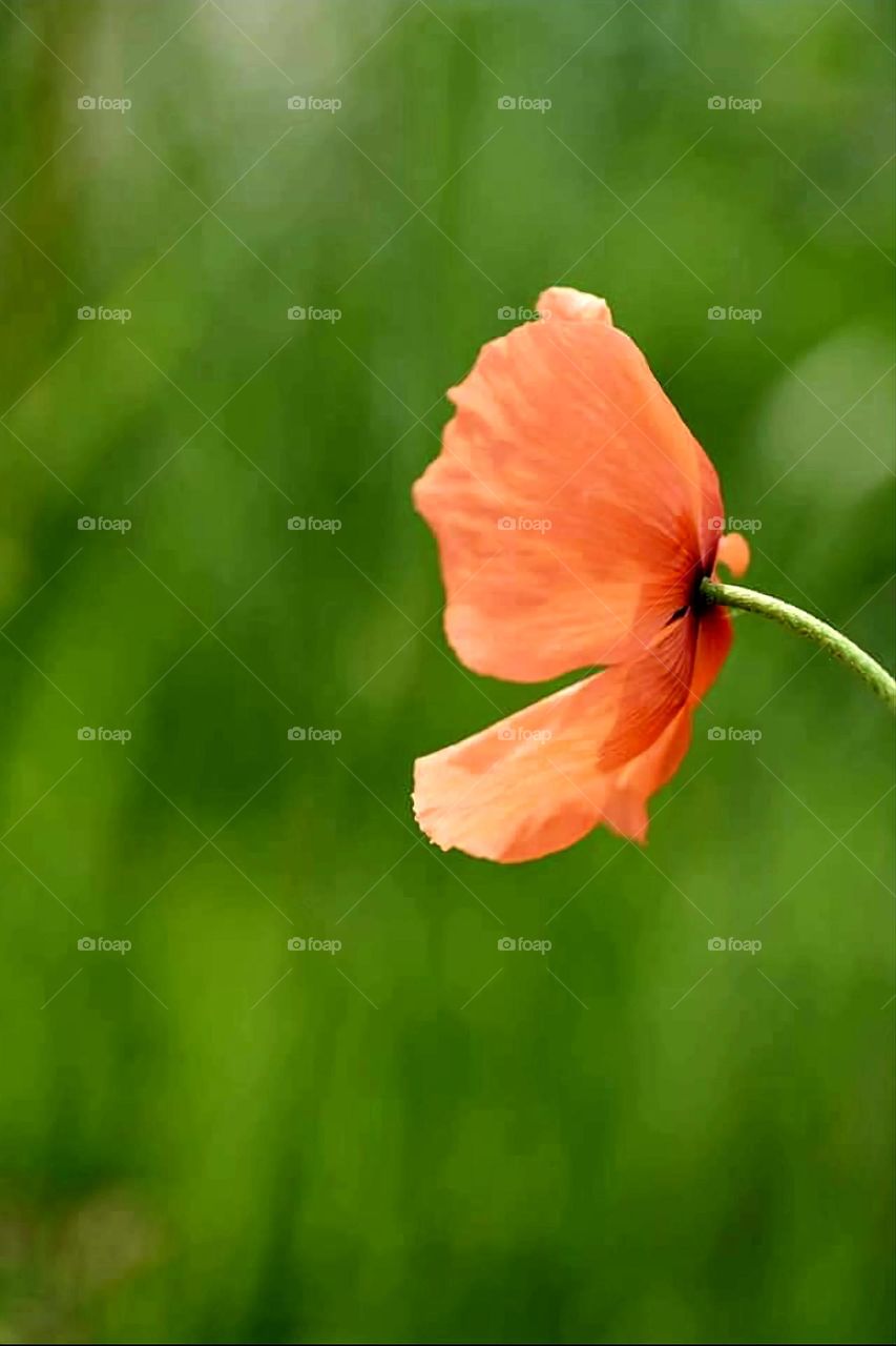 One poppy with blurred green background