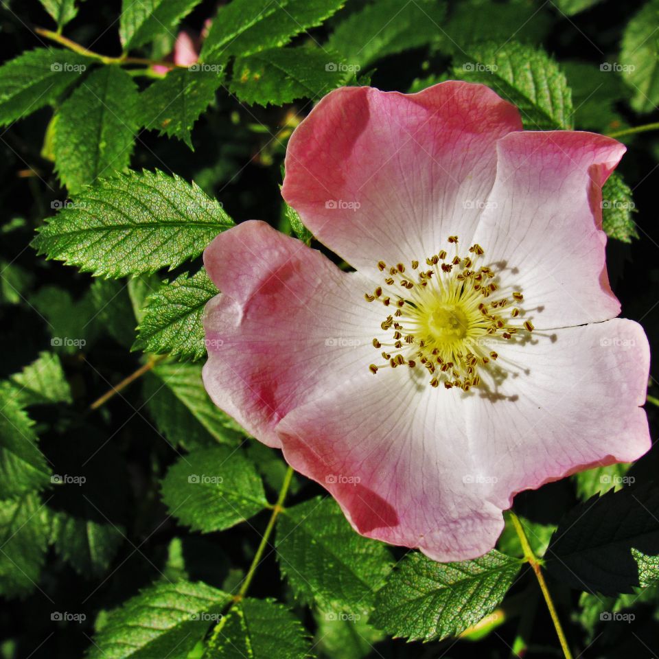 Wild rose