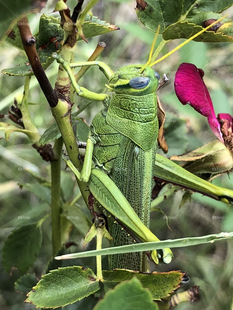 Grasshopper in my rose bush