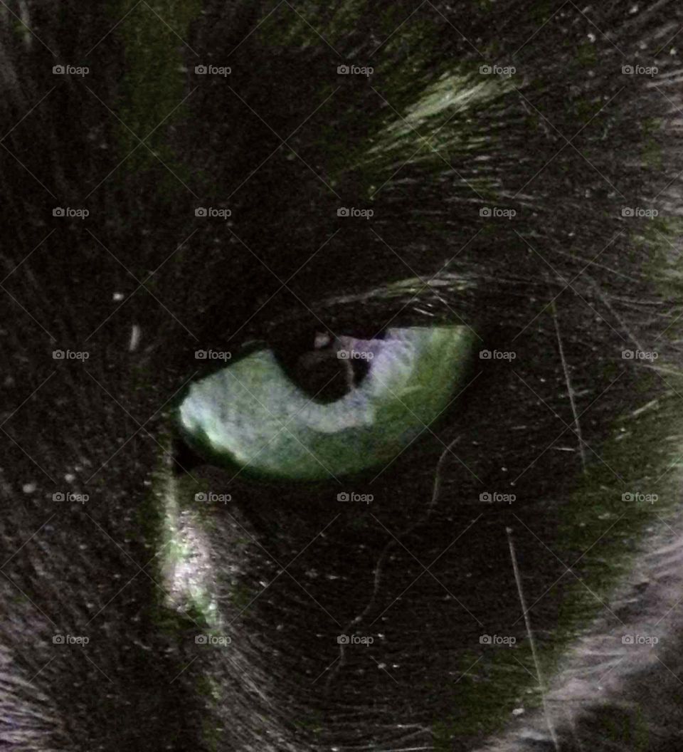 Black cats green eye, macro pic.