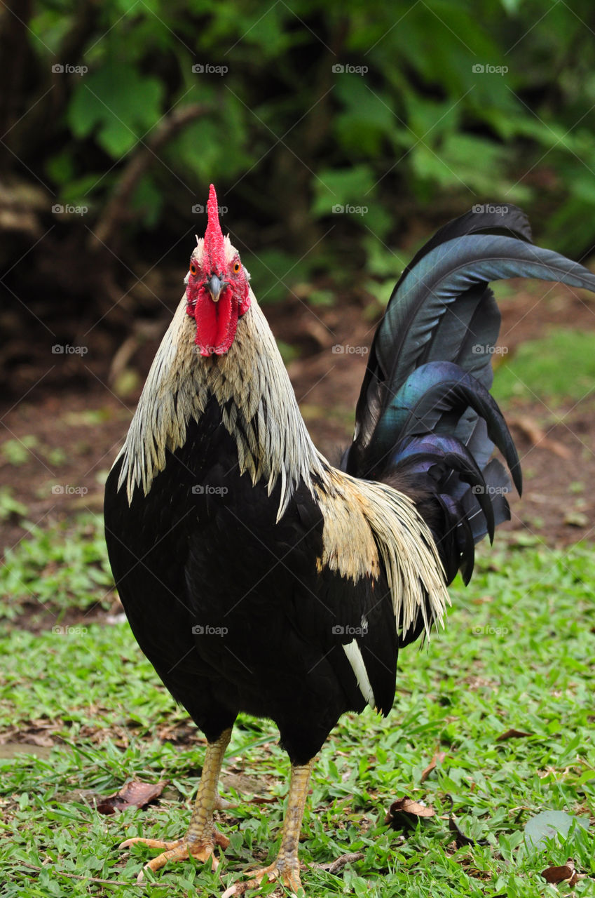 bird chicken rooster bold by jianliu.86