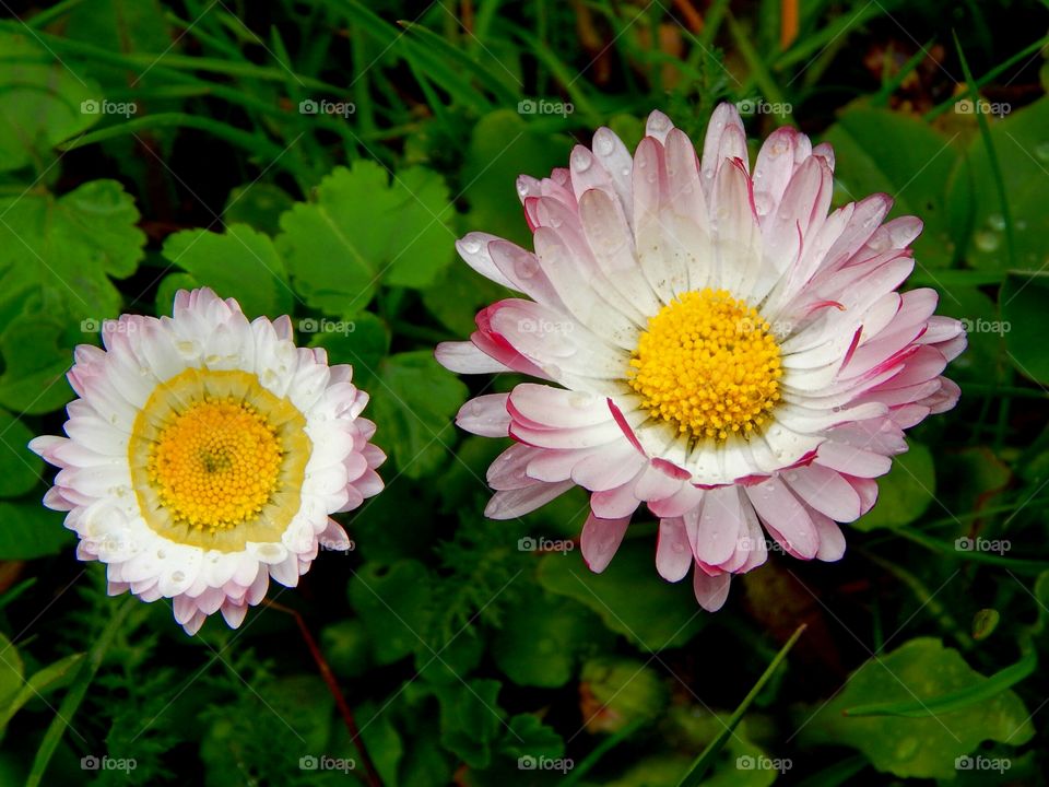 Small flowers after raining