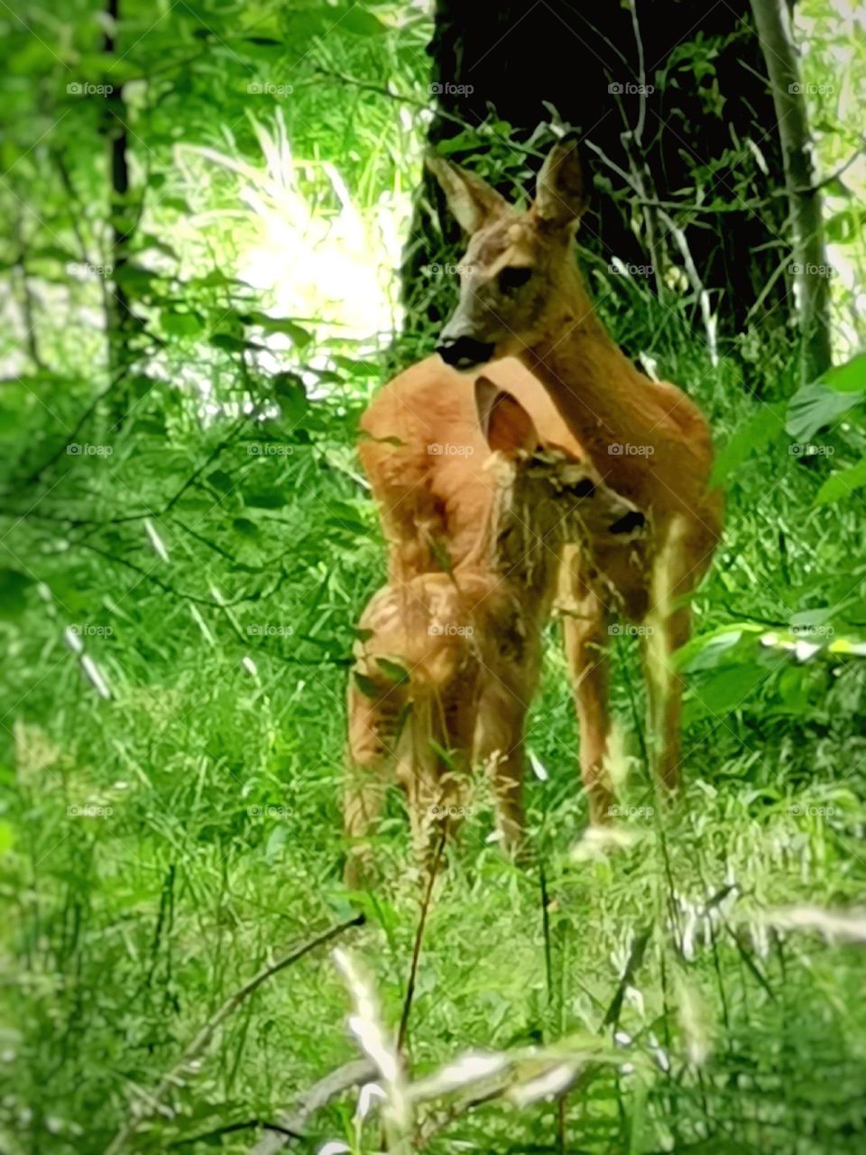 Roe deer with fawn