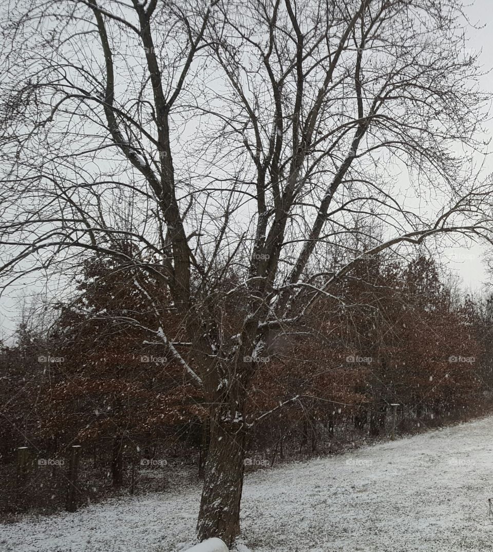 snowy tree