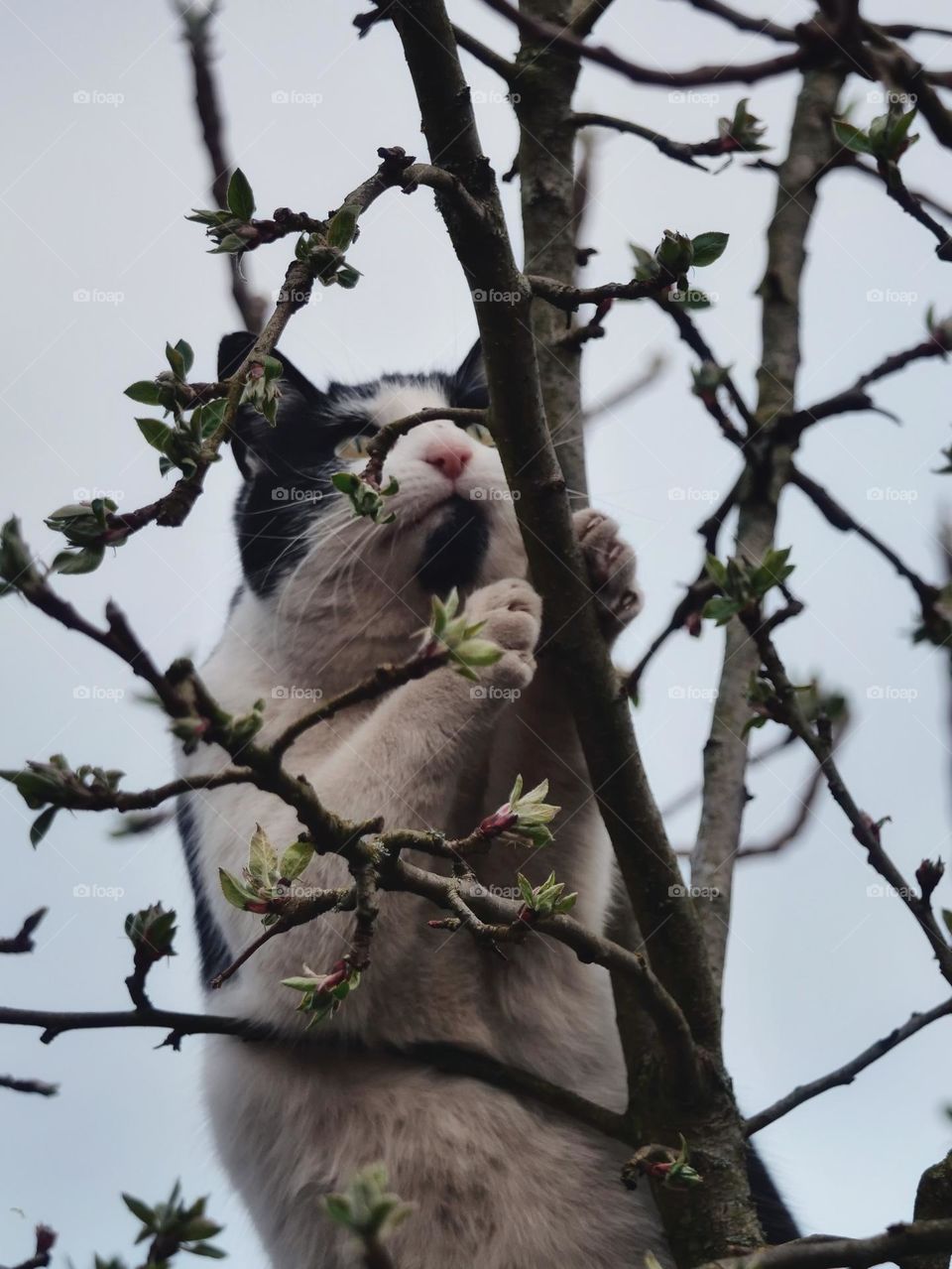 Cat in the apple tree