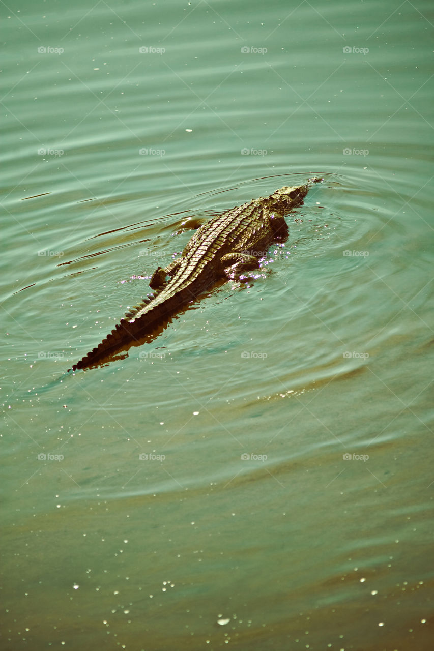 crocodile 