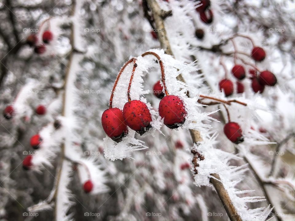 Frozen tree