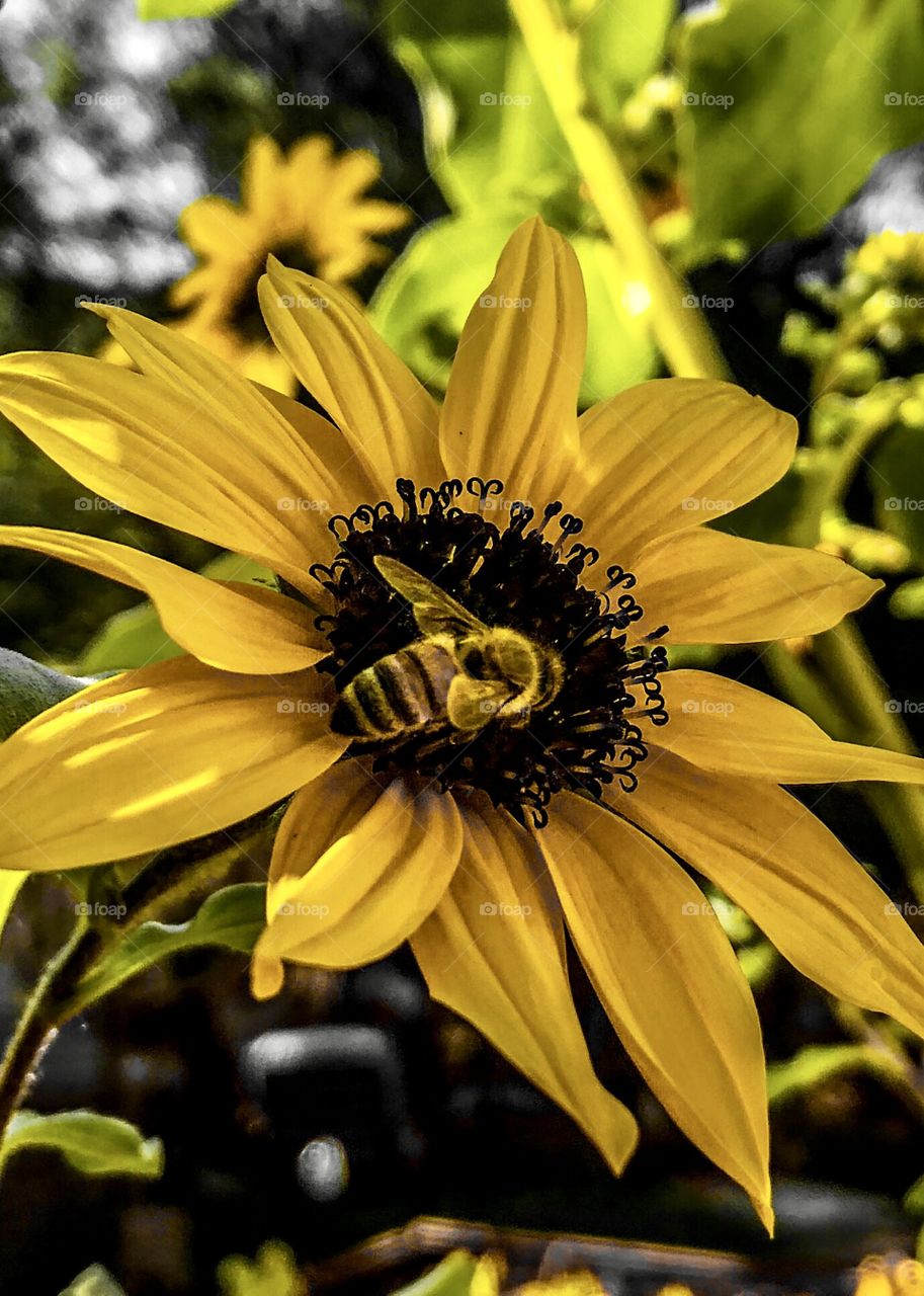 Bee flower