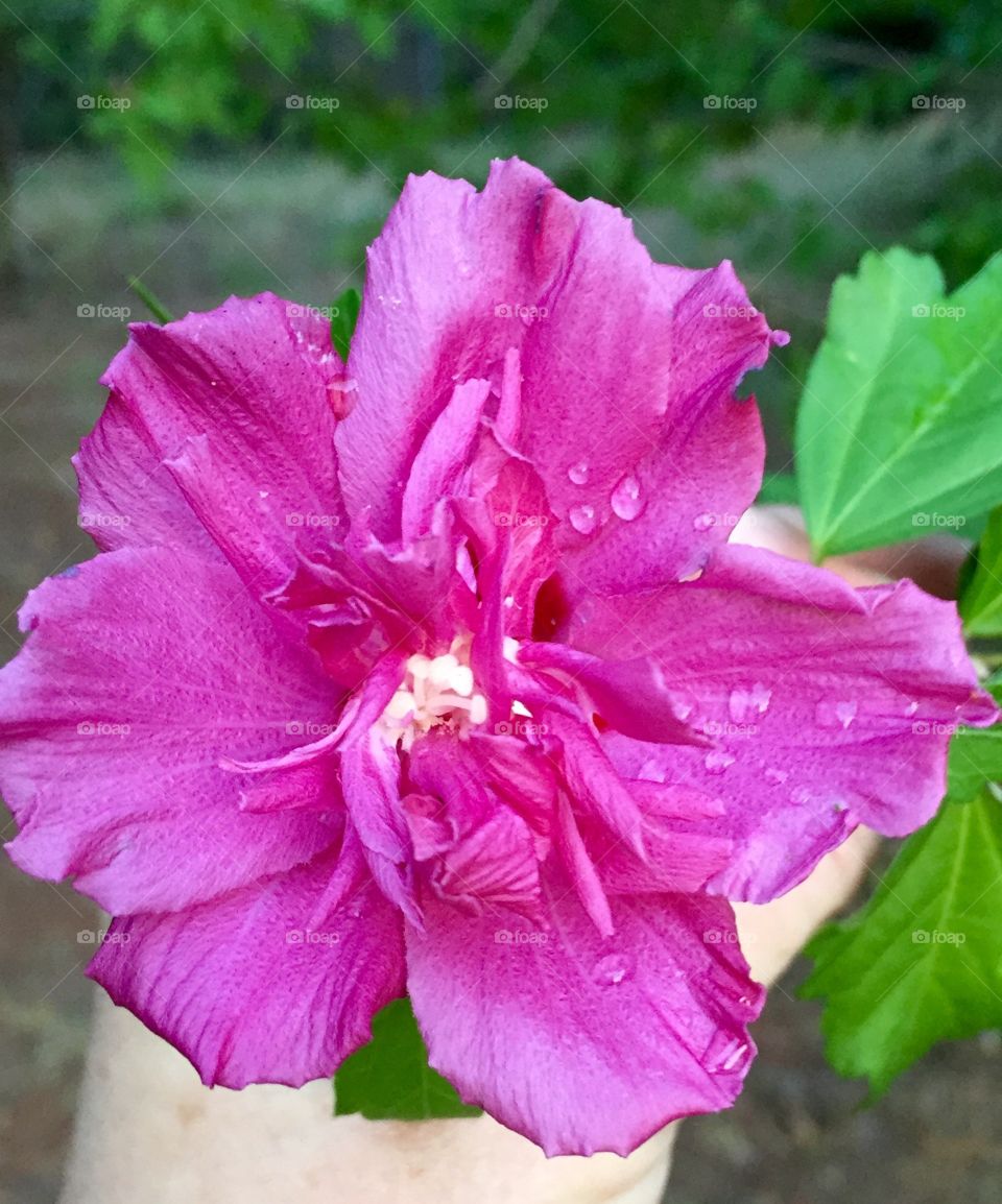 Rose of Sharon Close-up