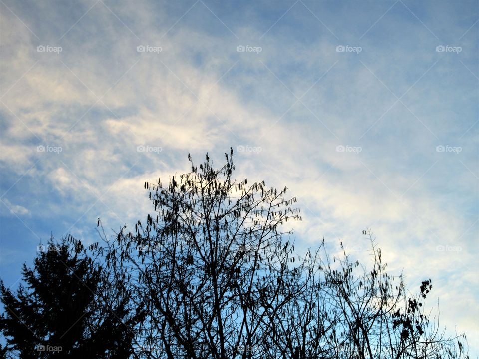 hazelnut tree at sunset