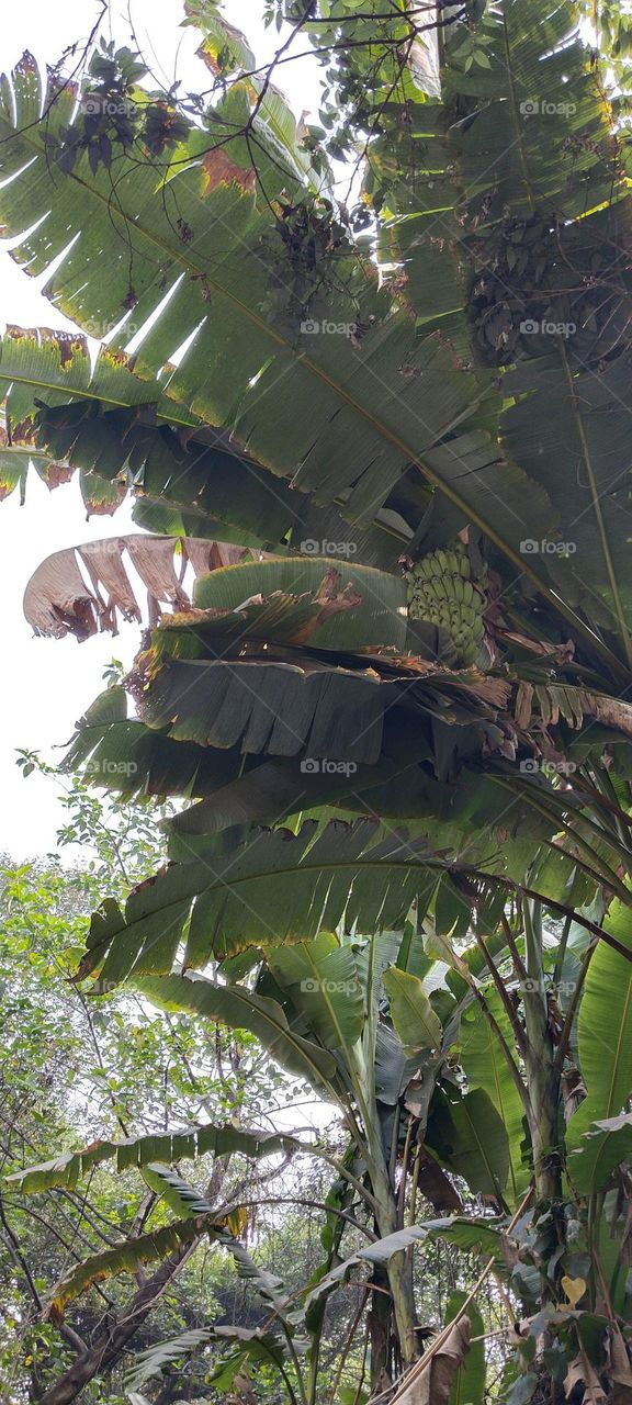 The fruit of the tree.