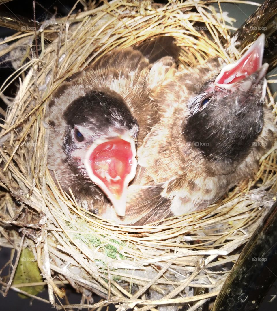 cute little birds