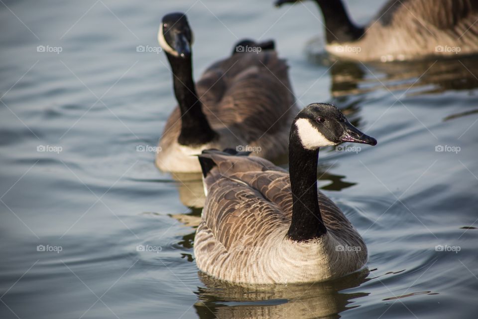 Geese