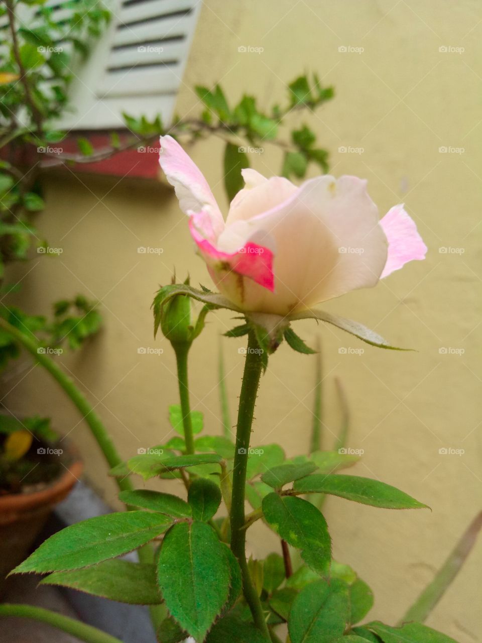 nice rose