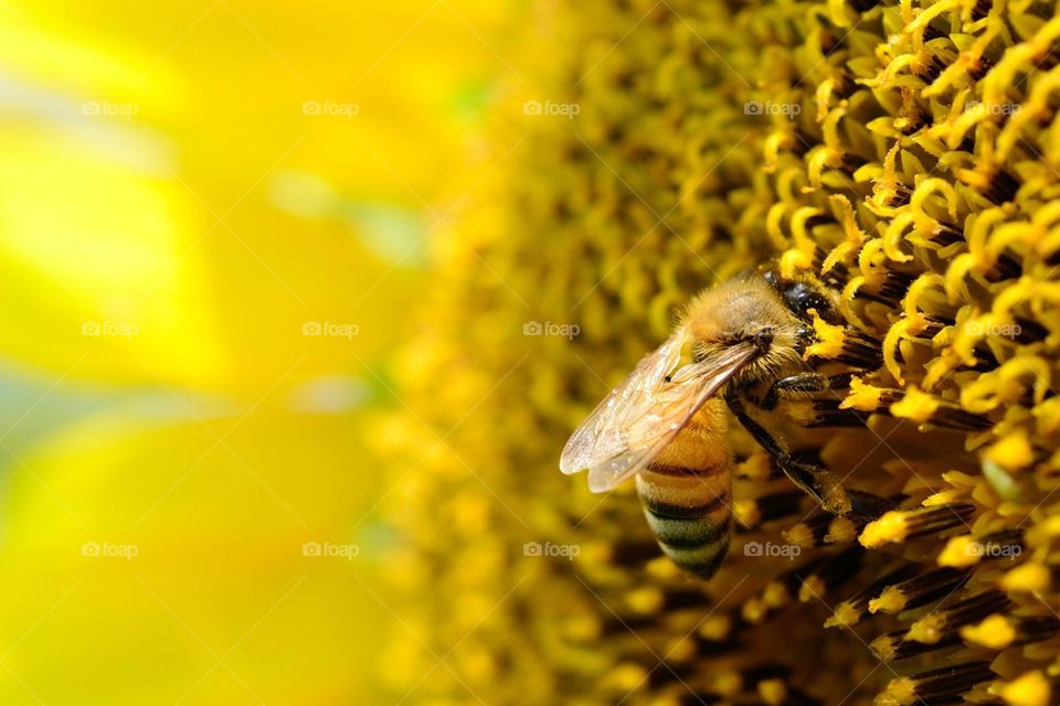 honeybee on the sunflower