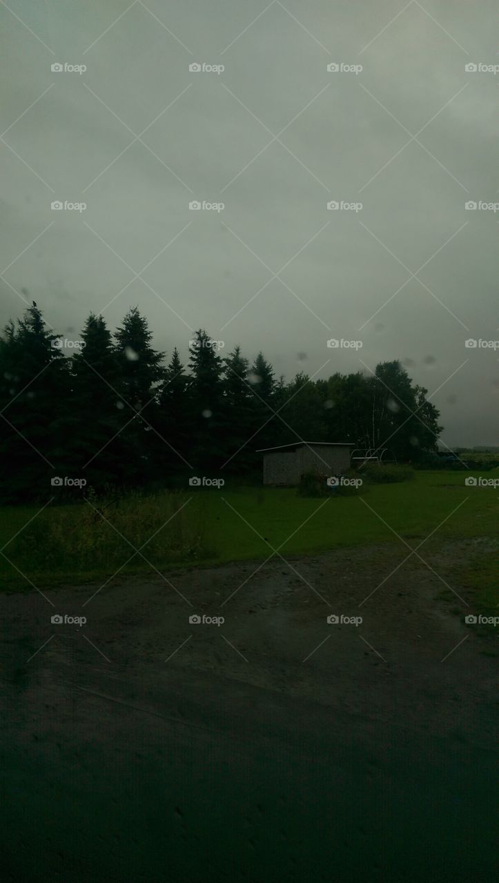 Landscape, Tree, No Person, Light, Daylight