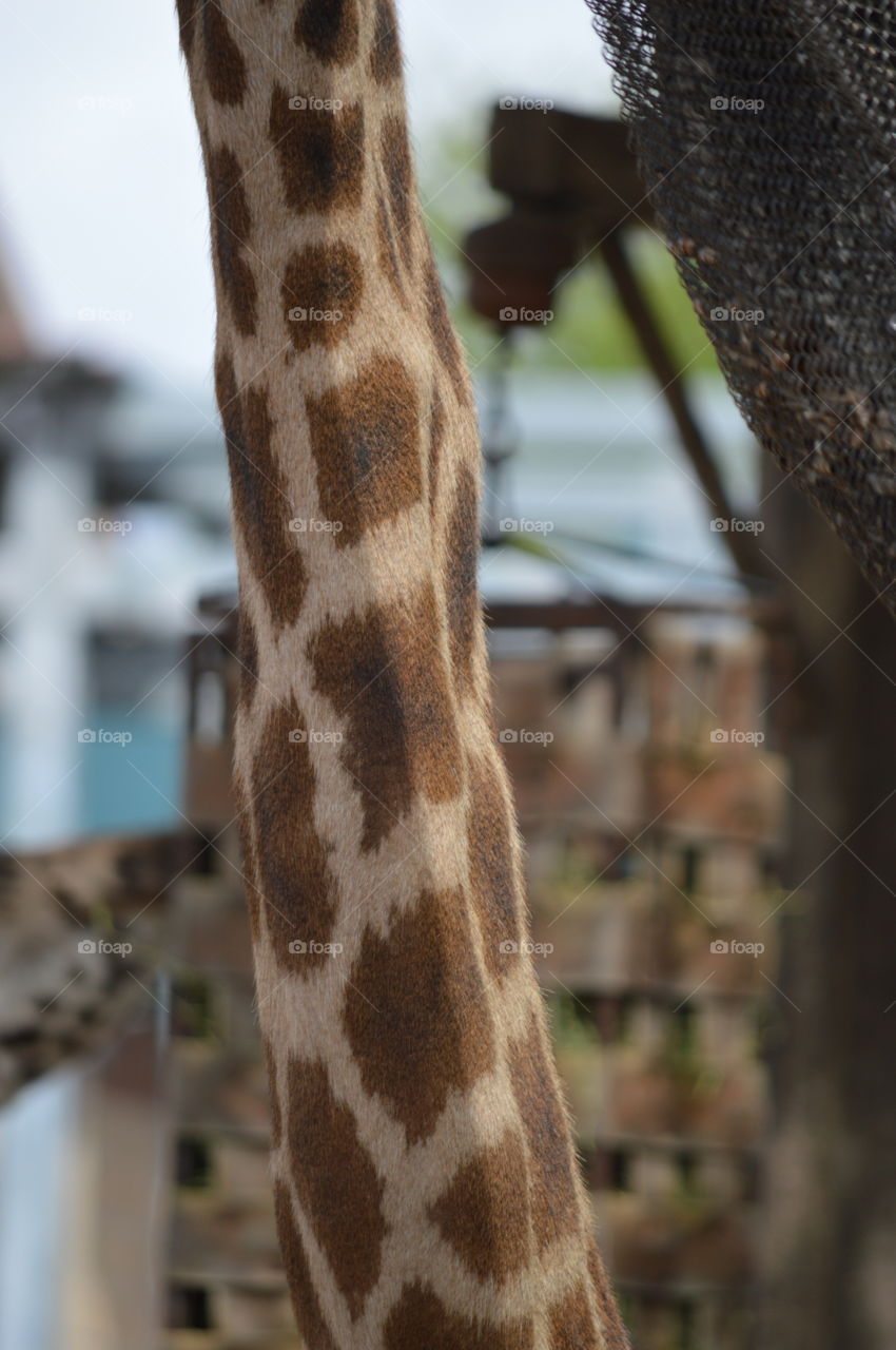 giraffe