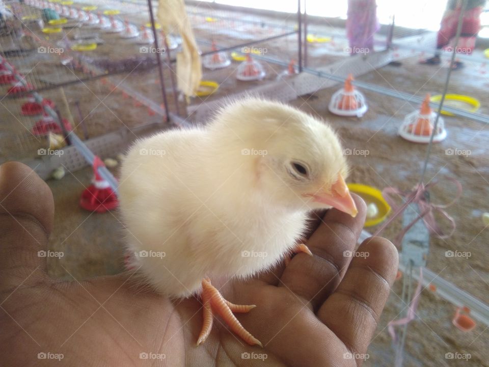 BV-300 commercial layer Chicks
