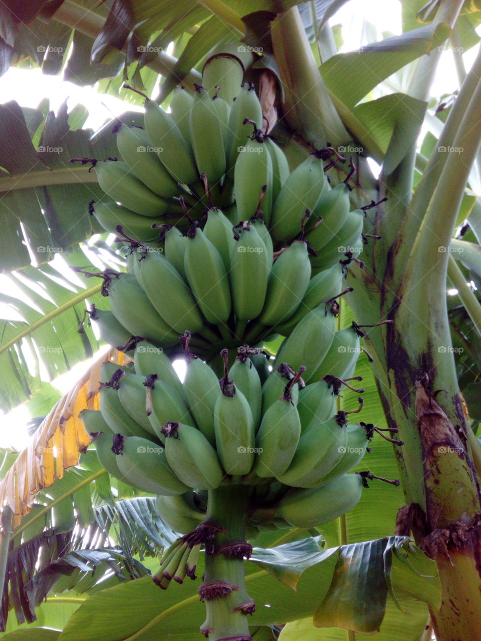 Bananas